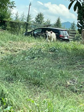 群馬サファリパークに投稿された画像（2023/8/5）