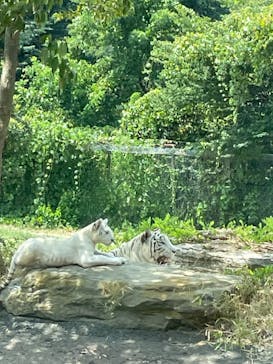 群馬サファリパークに投稿された画像（2023/8/5）