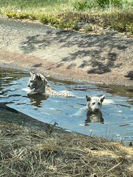群馬サファリパークに投稿された画像（2023/8/5）