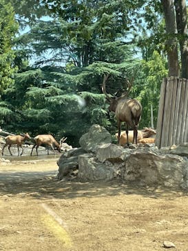 群馬サファリパークに投稿された画像（2023/8/5）