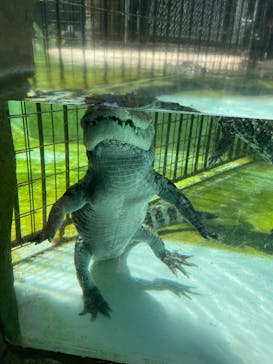 熱川バナナワニ園に投稿された画像（2023/8/5）