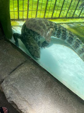 熱川バナナワニ園に投稿された画像（2023/8/5）