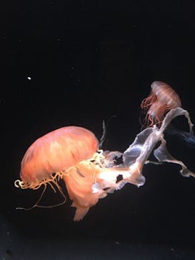 サンシャイン水族館に投稿された画像（2023/8/5）