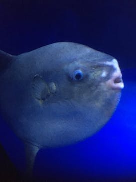 サンシャイン水族館に投稿された画像（2023/8/5）