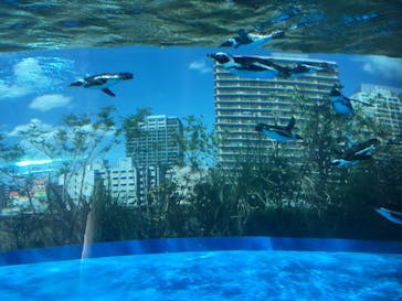 サンシャイン水族館に投稿された画像（2023/8/5）