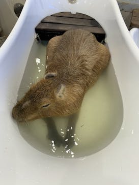 アニタッチみなとみらいに投稿された画像（2023/8/5）