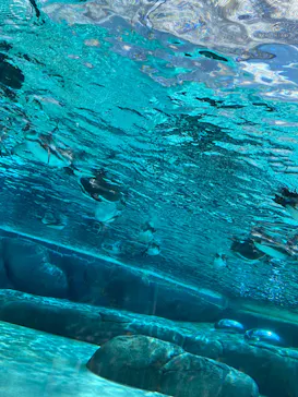 天王寺動物園に投稿された画像（2023/8/5）