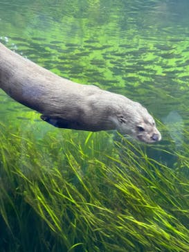 環境水族館アクアマリンふくしまに投稿された画像（2023/8/5）