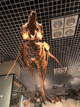 国立科学博物館に投稿された画像（2023/8/5）