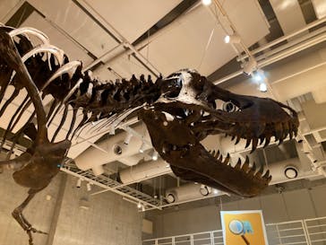 国立科学博物館に投稿された画像（2023/8/5）