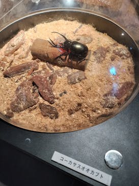 昆虫最強王図鑑展に投稿された画像（2023/8/5）