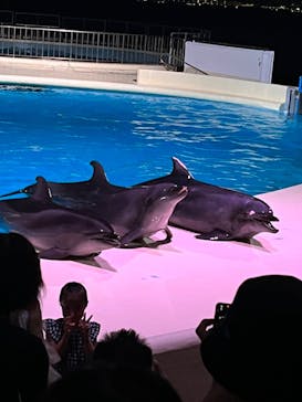 マリンワールド海の中道に投稿された画像（2023/8/5）