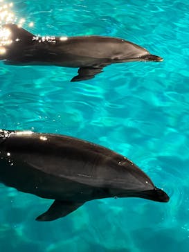 マリンワールド海の中道に投稿された画像（2023/8/5）