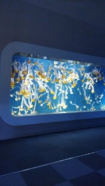 新江ノ島水族館に投稿された画像（2023/8/5）