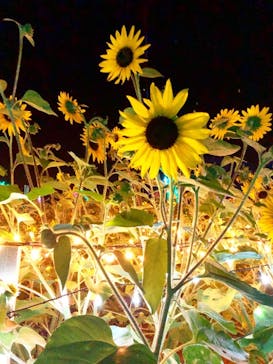 せんだい農業園芸センター　みどりの杜に投稿された画像（2023/8/5）