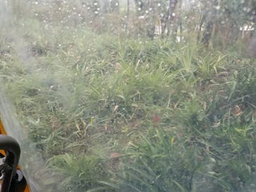 ナゴパイナップルパークに投稿された画像（2023/8/5）