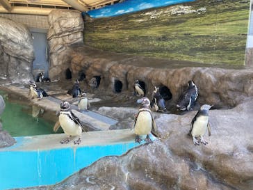 しながわ水族館に投稿された画像（2023/8/5）