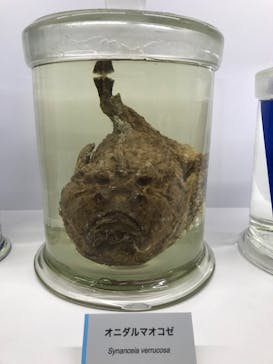 特別展「海　―生命のみなもと―」（国立科学博物館）に投稿された画像（2023/8/5）