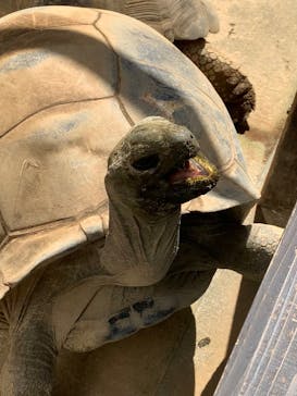 世界淡水魚園水族館　アクア・トトぎふに投稿された画像（2023/8/5）