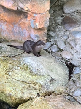 世界淡水魚園水族館　アクア・トトぎふに投稿された画像（2023/8/5）