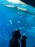 沖縄美ら海水族館に投稿された画像（2023/8/6）