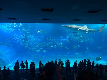 沖縄美ら海水族館に投稿された画像（2023/8/6）