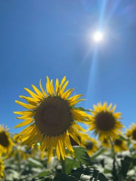 成田ゆめ牧場に投稿された画像（2023/8/6）