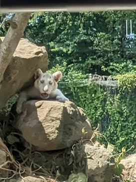 群馬サファリパークに投稿された画像（2023/8/6）