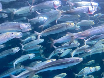 登別マリンパークニクスに投稿された画像（2023/8/6）