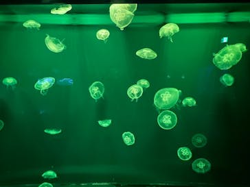 登別マリンパークニクスに投稿された画像（2023/8/6）