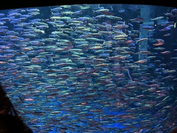 登別マリンパークニクスに投稿された画像（2023/8/6）