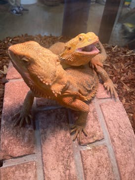 NARA IKIMONO MUSEUMに投稿された画像（2023/8/6）