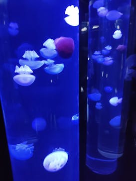 サンシャイン水族館に投稿された画像（2023/8/6）