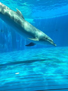 大分マリーンパレス水族館 「うみたまご」に投稿された画像（2023/8/6）