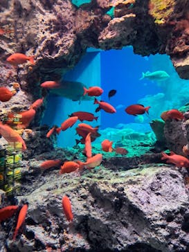 大分マリーンパレス水族館 「うみたまご」に投稿された画像（2023/8/6）