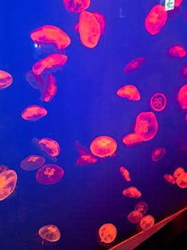 大分マリーンパレス水族館 「うみたまご」に投稿された画像（2023/8/6）