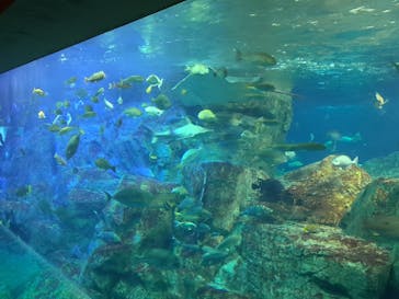 大分マリーンパレス水族館 「うみたまご」に投稿された画像（2023/8/6）