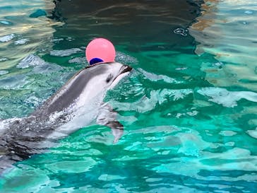 伊豆・三津シーパラダイスに投稿された画像（2023/8/6）