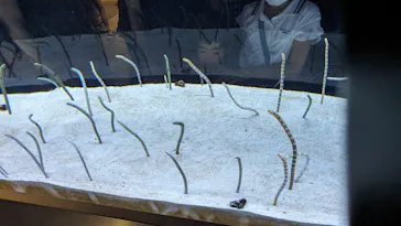 すみだ水族館に投稿された画像（2023/8/6）