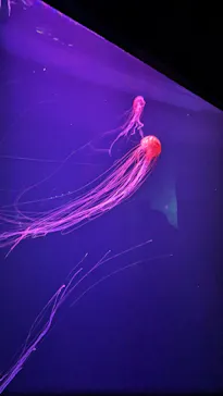 すみだ水族館に投稿された画像（2023/8/6）