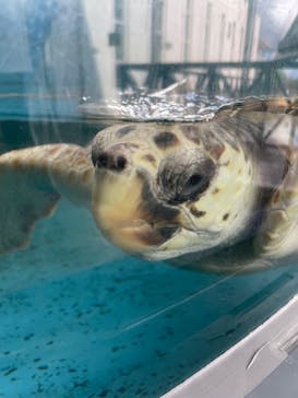 串本海中公園水族館に投稿された画像（2023/8/6）