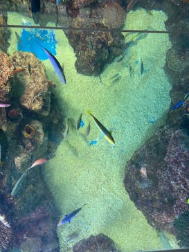 越前松島水族館に投稿された画像（2023/8/6）