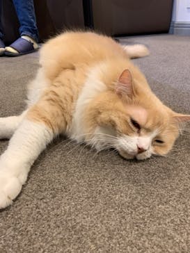 猫カフェモカ　立川店に投稿された画像（2023/8/6）