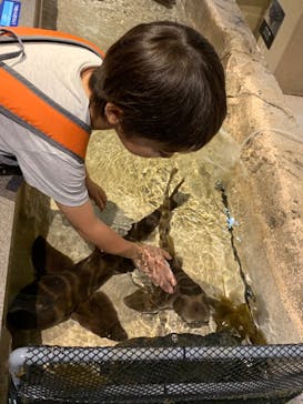 新江ノ島水族館に投稿された画像（2023/8/6）