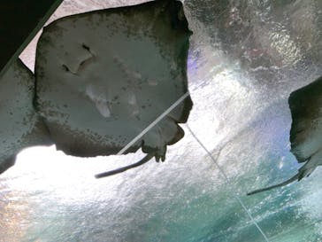 新江ノ島水族館に投稿された画像（2023/8/6）