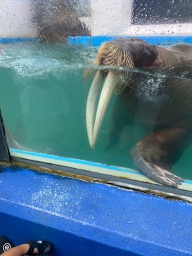 ゼロ距離水族館 伊勢シーパラダイスに投稿された画像（2023/8/6）