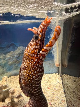 ぶっとんでるいきもの展に投稿された画像（2023/8/6）