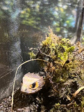 ぶっとんでるいきもの展に投稿された画像（2023/8/6）