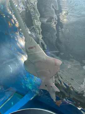 マクセル アクアパーク品川に投稿された画像（2023/8/6）