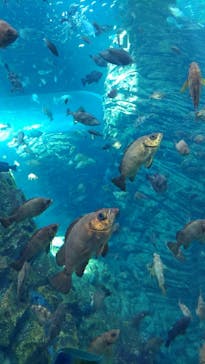 上越市立水族博物館 うみがたりに投稿された画像（2023/8/6）